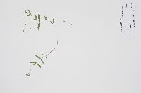 Moehringia lateriflora image