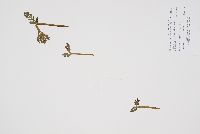 Botrychium michiganense image