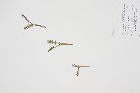 Botrychium michiganense image