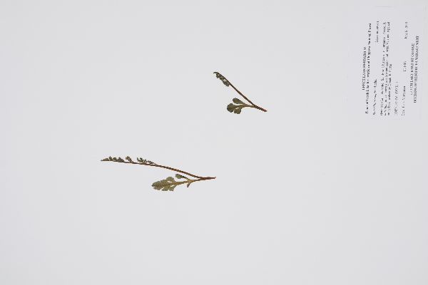 Botrychium simplex var. simplex image