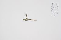Botrychium michiganense image