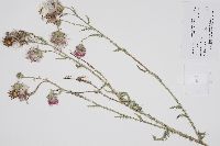 Carduus acanthoides image