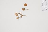 Ranunculus rhomboideus image