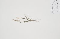 Plantago patagonica image