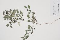 Solanum ptycanthum image