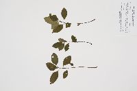 Rhamnus cathartica image