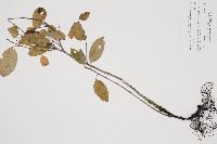 Rhamnus cathartica image