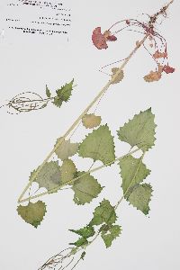 Alliaria petiolata image