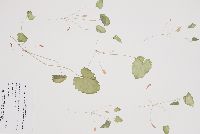 Alliaria petiolata image