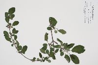 Rhamnus cathartica image