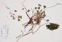 Alliaria petiolata image