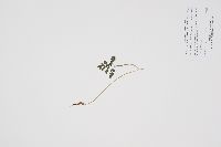 Sceptridium multifidum image