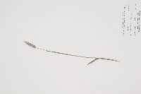 Alopecurus pratensis image