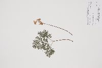 Dicentra cucullaria image