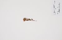 Arctostaphylos uva-ursi image