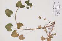 Alliaria petiolata image