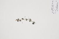 Ranunculus trichophyllus var. trichophyllus image