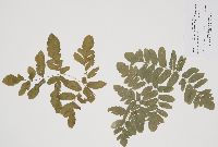 Cryptogramma stelleri image