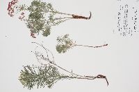 Euphorbia cyparissias image