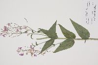 Hesperis matronalis image
