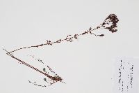 Hypericum perforatum image