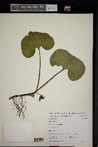 Asarum canadense image