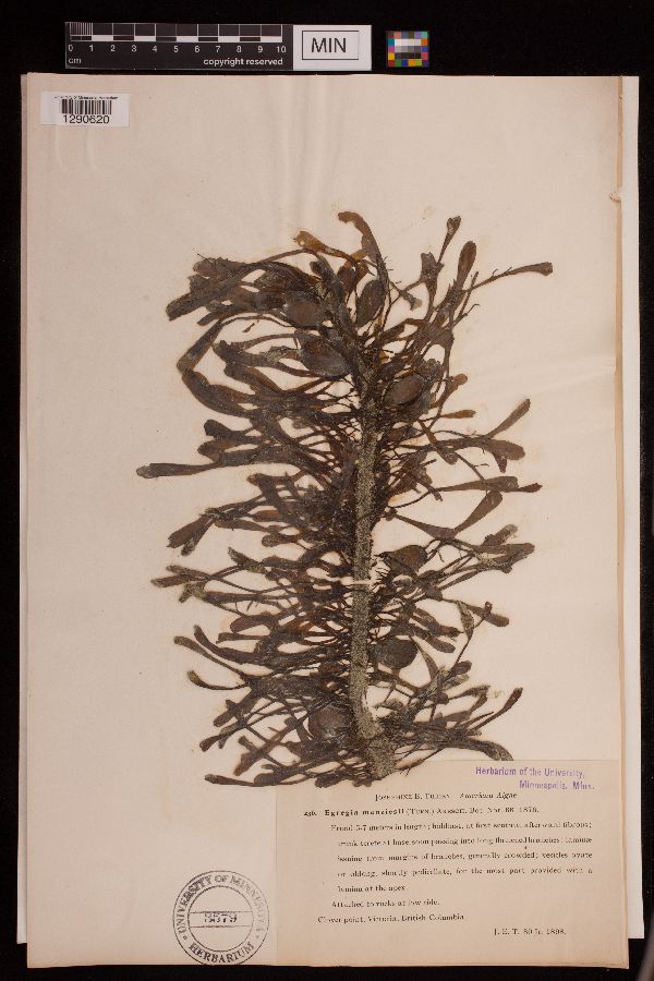 Egregia menziesii image