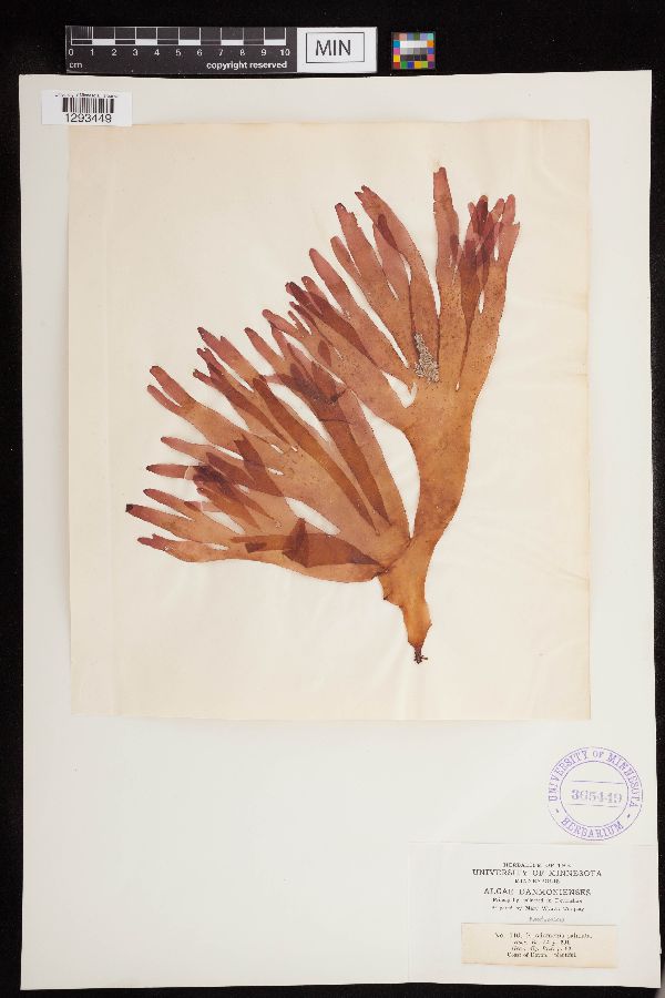 Palmaria palmata image