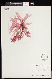 Rhodophyllis centrocarpa image