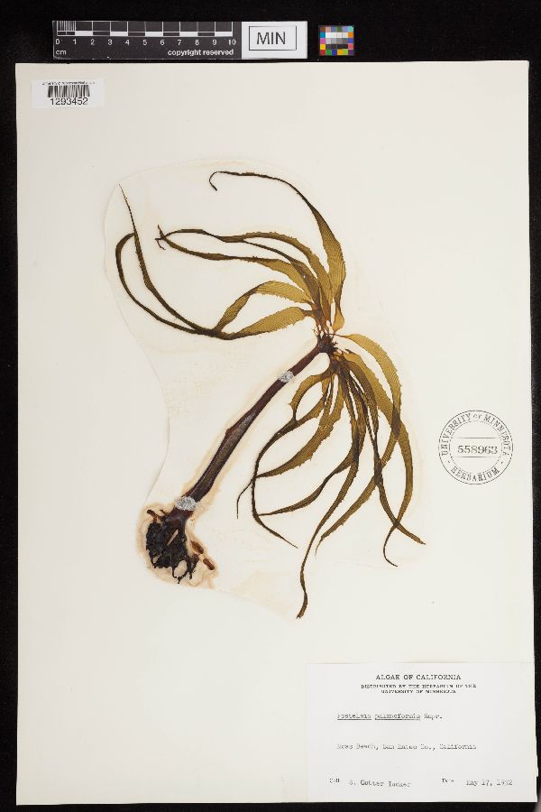 Postelsia palmaeformis image