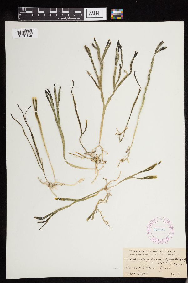 Caulerpa filiformis image