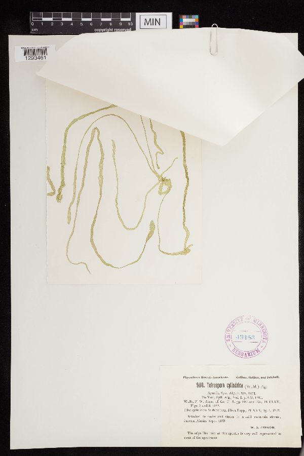 Tetrasporaceae image