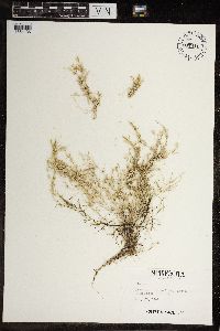 Image of Chara contraria