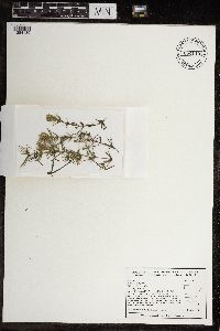 Image of Chara braunii
