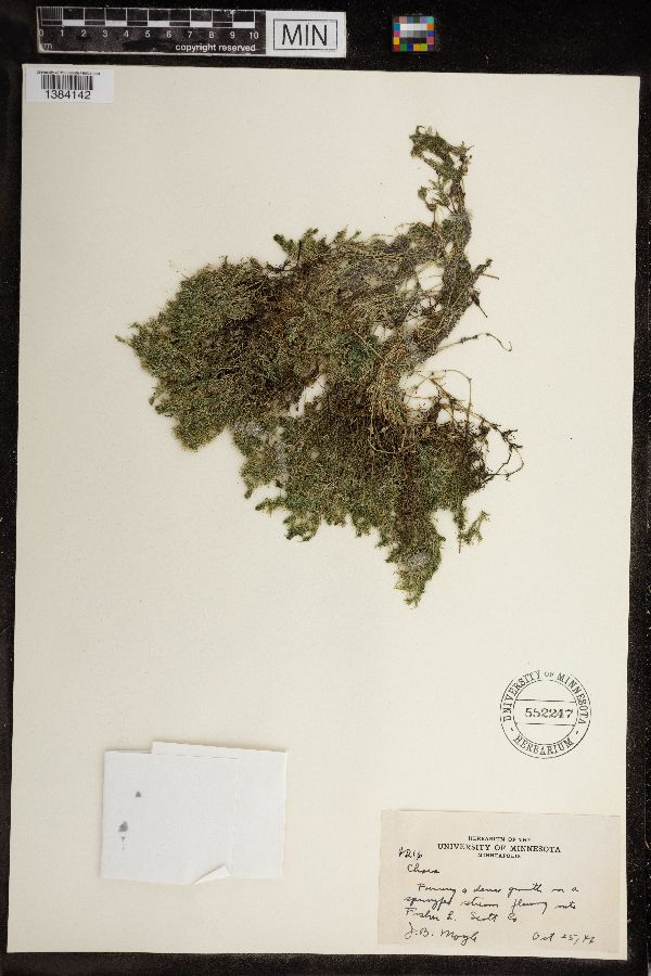 Chara vulgaris image