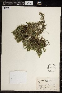 Image of Chara vulgaris