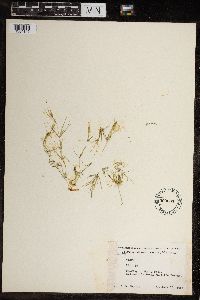 Image of Chara globularis