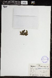 Image of Chara pallida