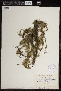 Image of Chara compacta