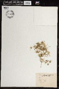 Image of Chara haitensis