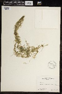 Image of Chara foliolosa