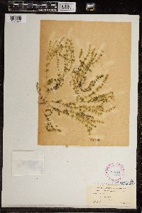Chara canescens image