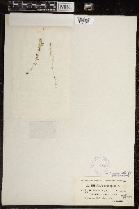 Chara canescens image