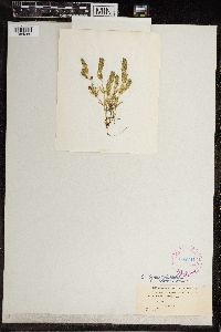 Image of Chara elegans