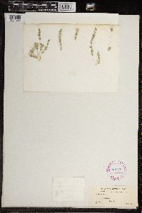 Image of Chara excelsa