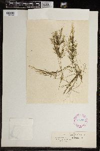 Image of Chara flexilis