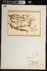 Image of Chara fragilis