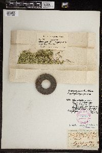 Image of Chara gymnopus