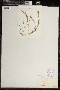 Chara gymnopus image
