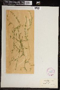 Image of Chara hirsuta